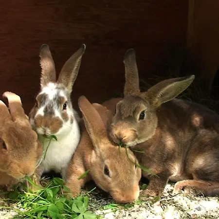 Фермерский дом Thomanhof Зальфельден