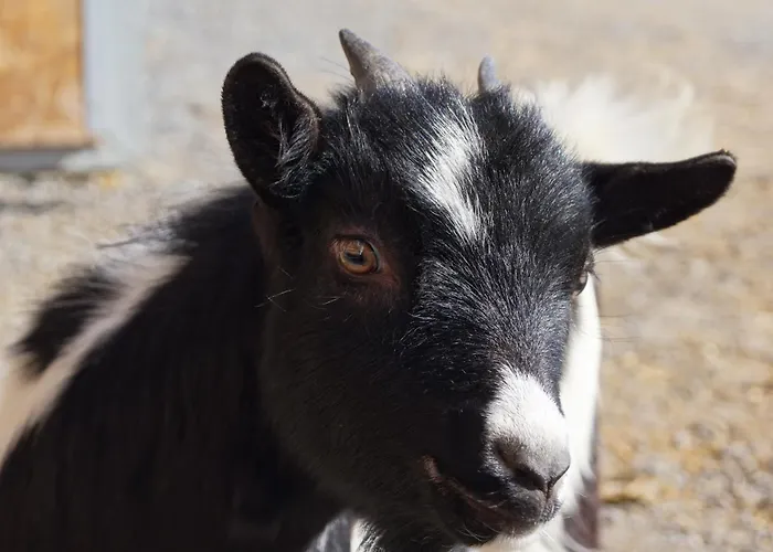 Thomanhof Chalet-appartement *